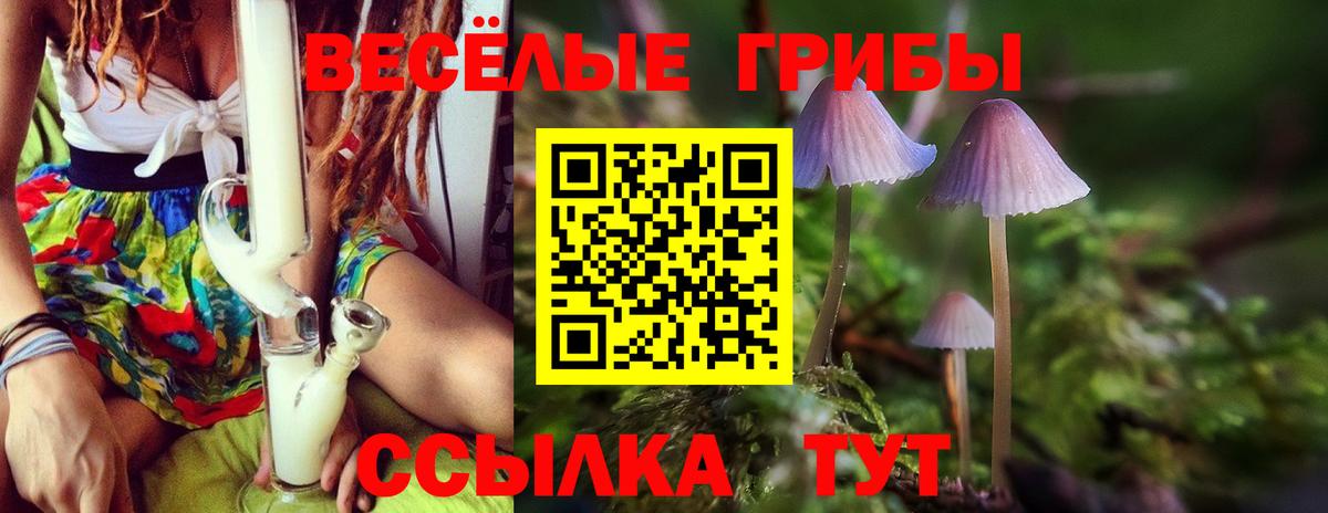 Галлюциногенные грибы Psilocybine cubensis Ставрополь